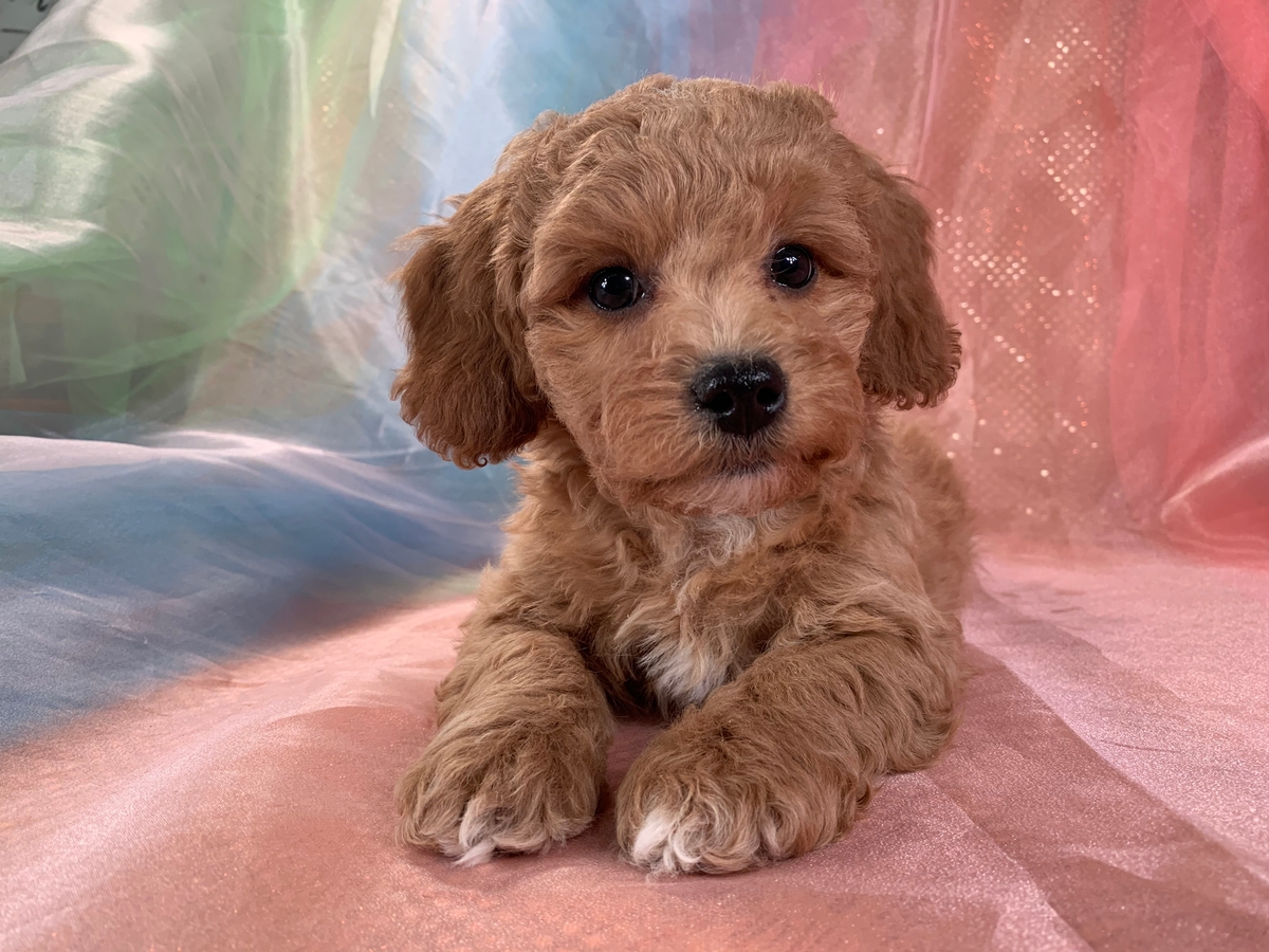 Male F1 Bichon Poodle puppy for Sale DOB 11-18-2021 $1200